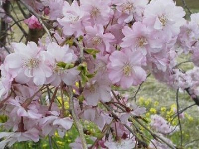 川沿いの垂れ桜