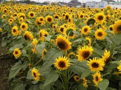 野木のひまわり祭り