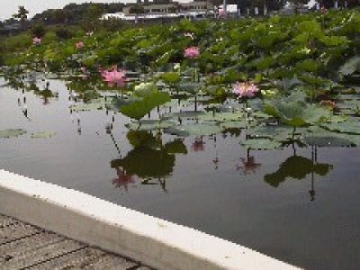 蓮池館林市つつじヶ丘