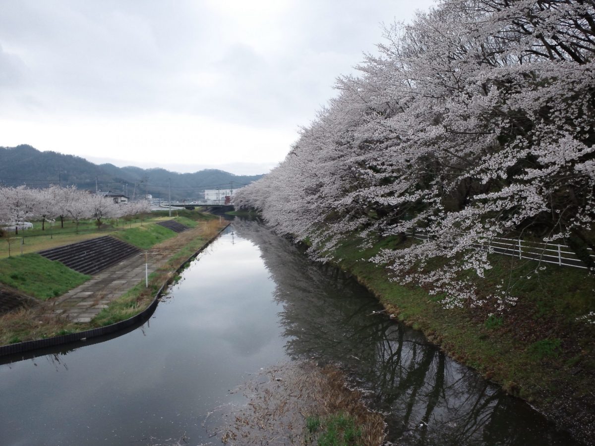 桜、満開！